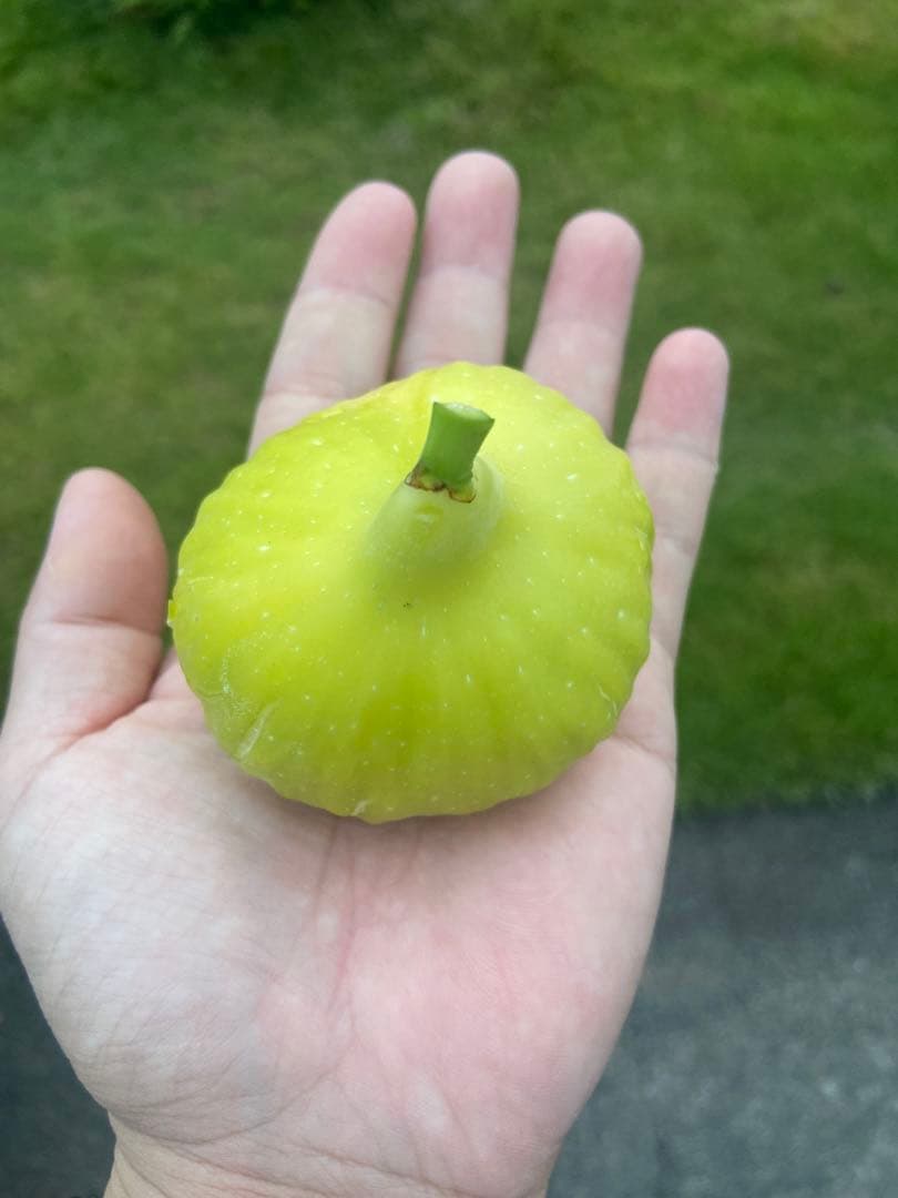 Constantine de Algerie  120センチ 21節 イチジク