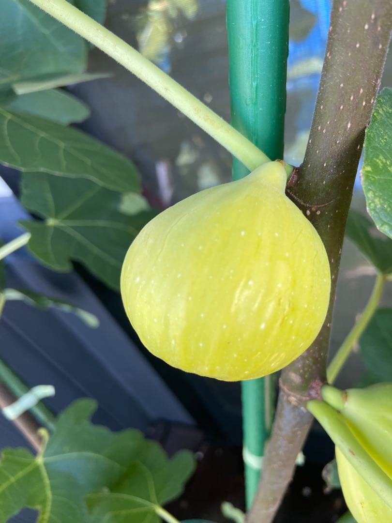 Constantine de Algerie  120センチ 21節 イチジク