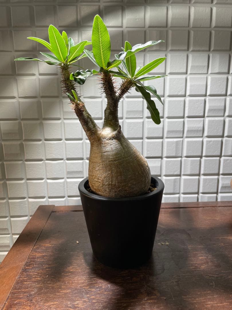 パキポディウム.グラキリス発根済　現地球