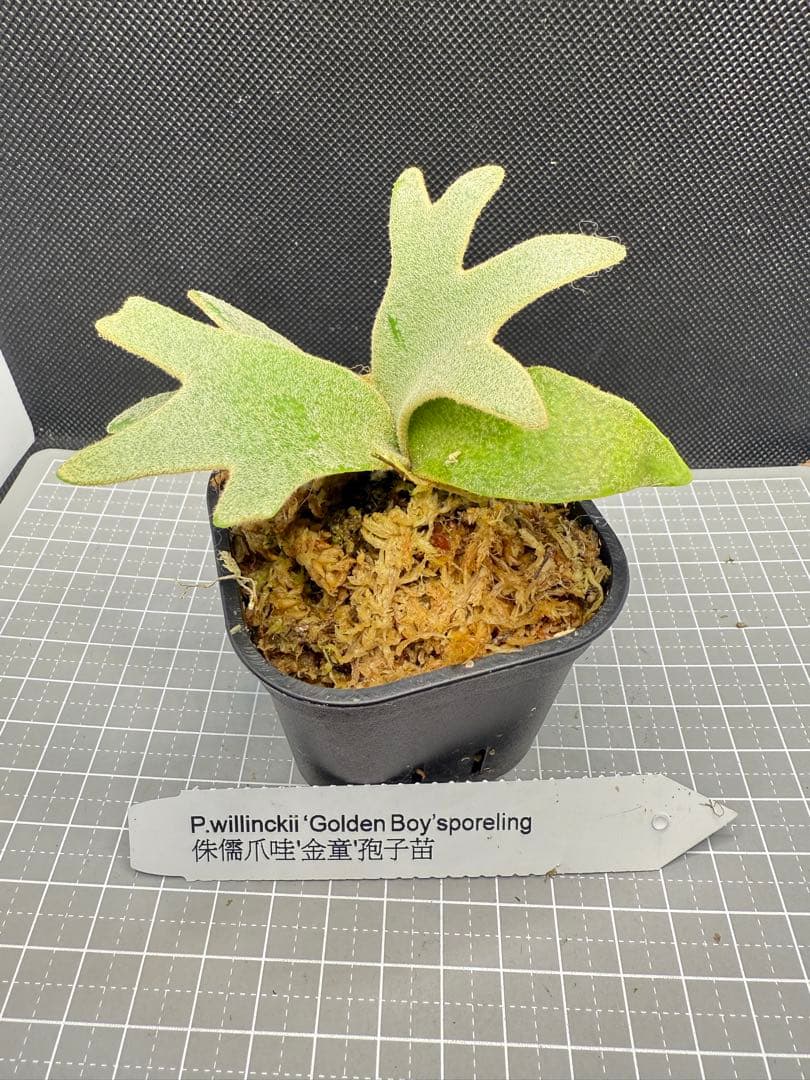 ヤスタ　ビカクシダ4点セット+給水ボトル10個