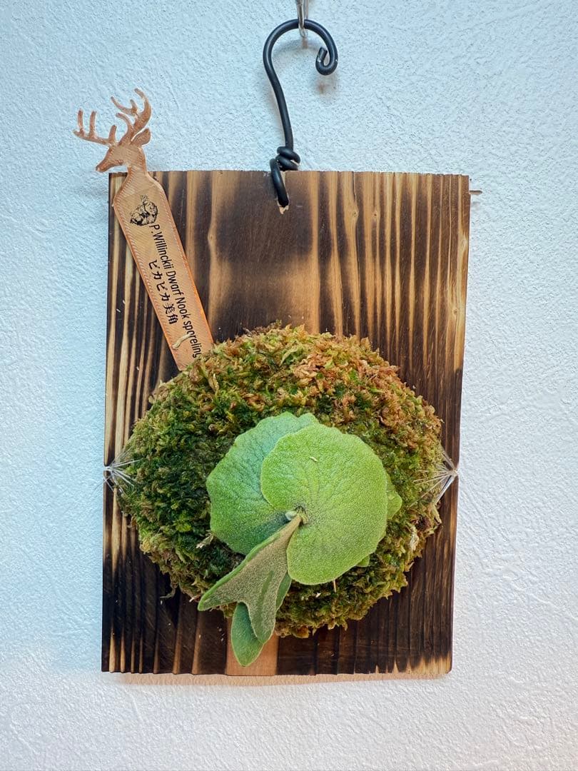 ヤスタ　ビカクシダ4点セット+給水ボトル10個