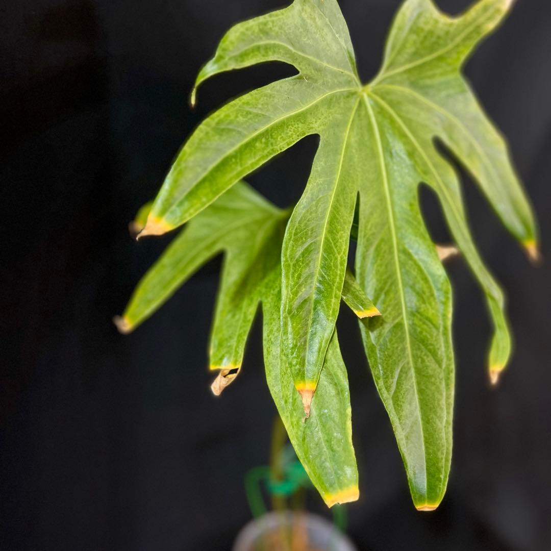 アンスリウム　ペダトラディアツム　レア　原種アンスリウム　大きめサイズ　①