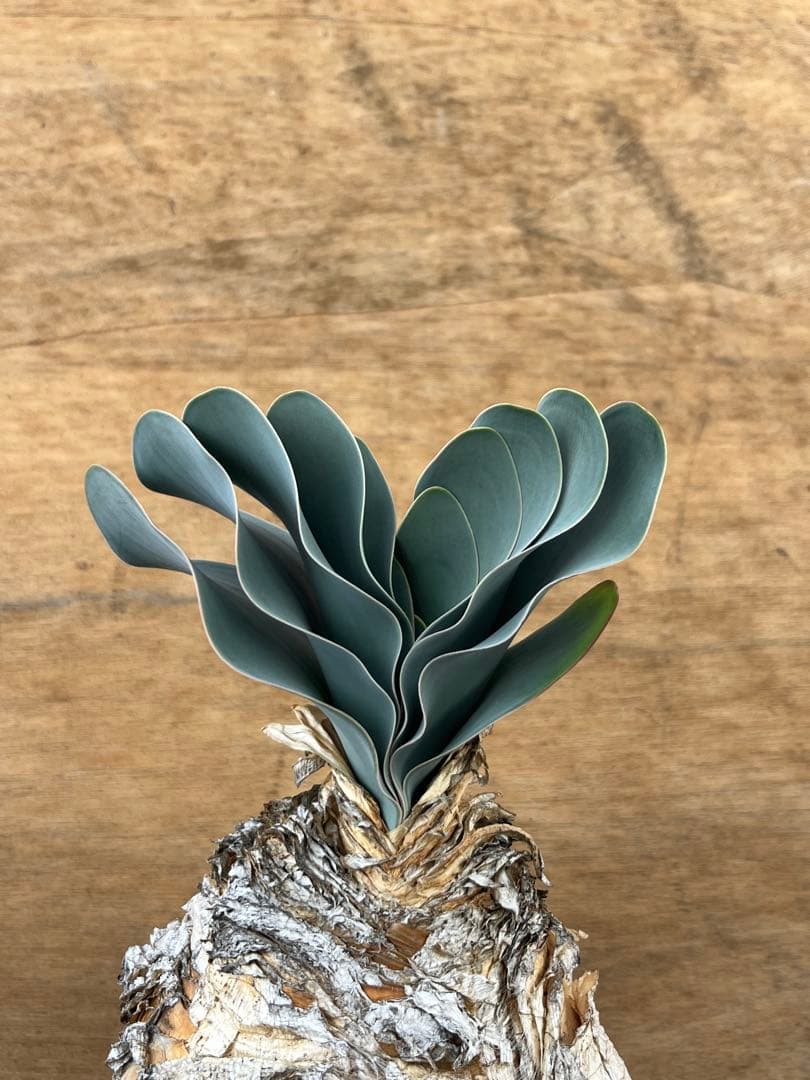 ブーファン　ハエマンソイデス　（検　ハエマントイデス　ディスティチャ