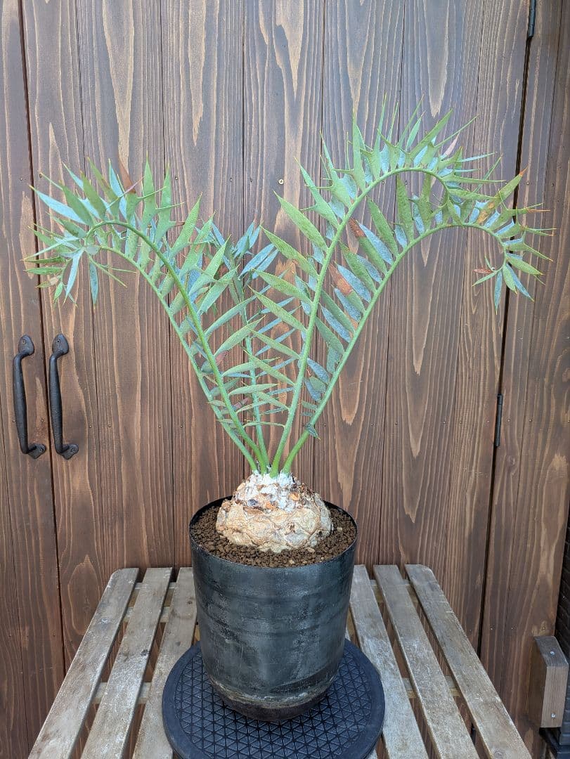 1お盆限定セール エンセファラルトス ホリダス 特大 丸株 コレクション級