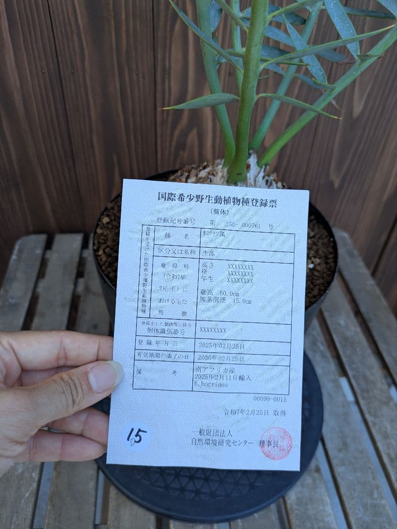 1お盆限定セール エンセファラルトス ホリダス 特大 丸株 コレクション級