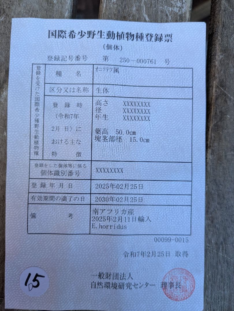 1お盆限定セール エンセファラルトス ホリダス 特大 丸株 コレクション級