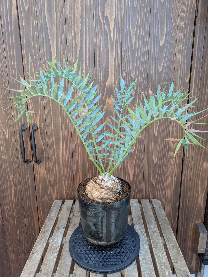 1お盆限定セール エンセファラルトス ホリダス 特大 丸株 コレクション級