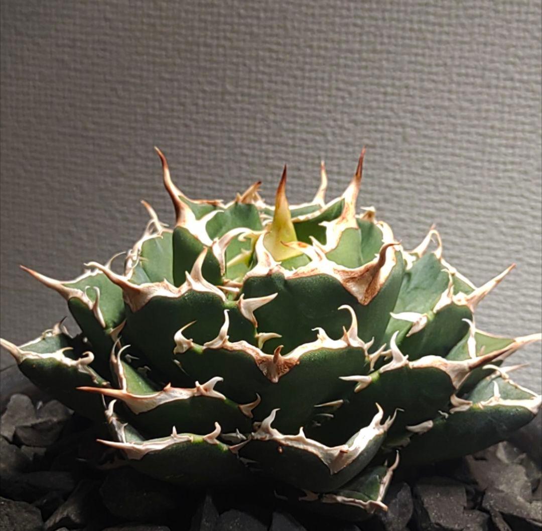 アガベ NOVA　発根済