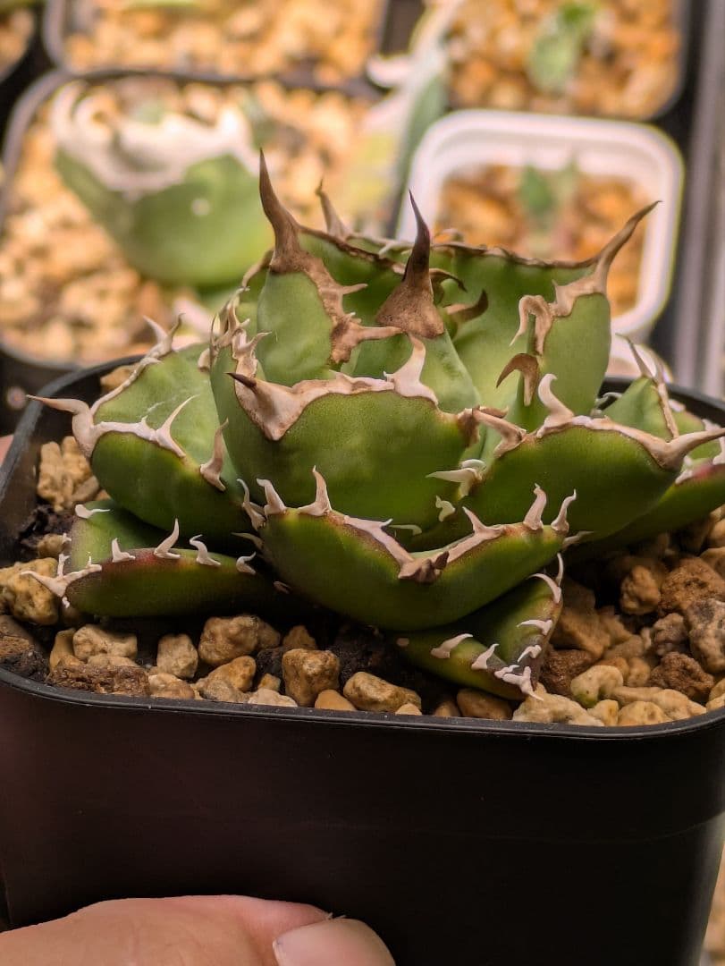 アガベ NOVA　発根済