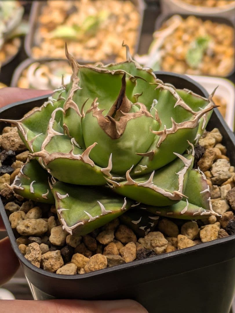 アガベ NOVA　発根済