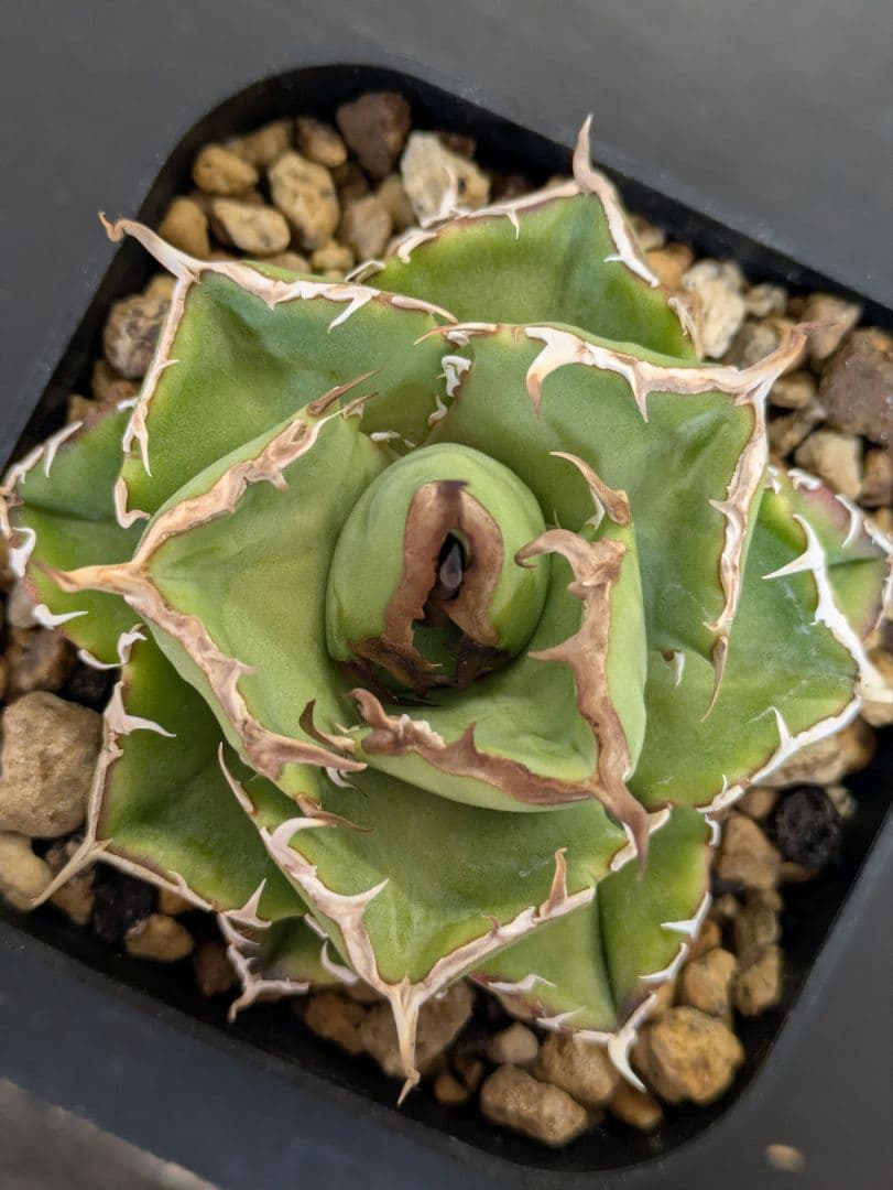 アガベ NOVA　発根済