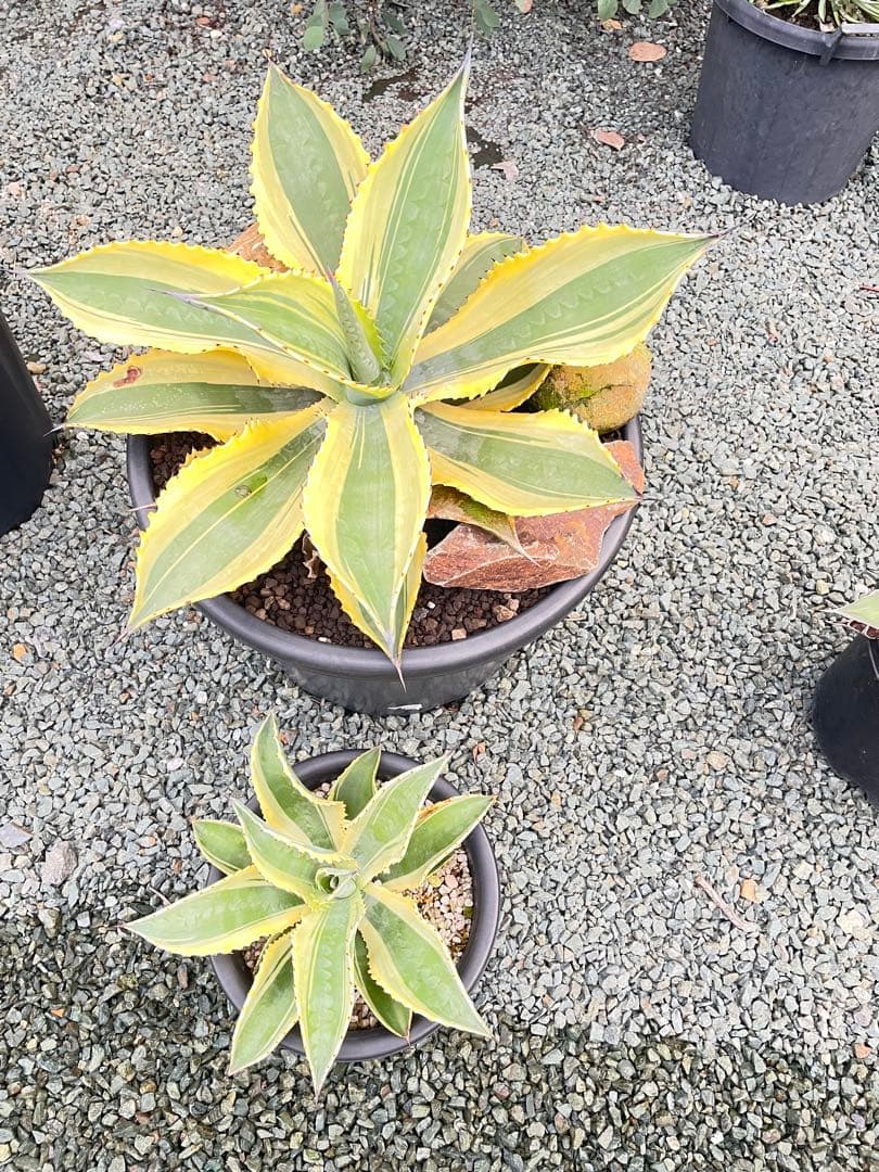 アガベ リップルエフェクト　子株