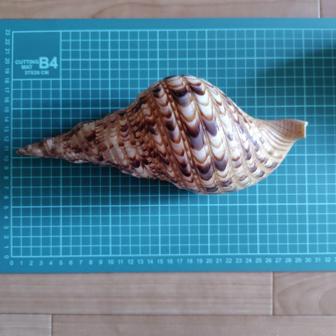 貝殻いろいろ 法螺貝 オウムガイ タカラガイ ホネガイ 巻貝 ツメタガイ他