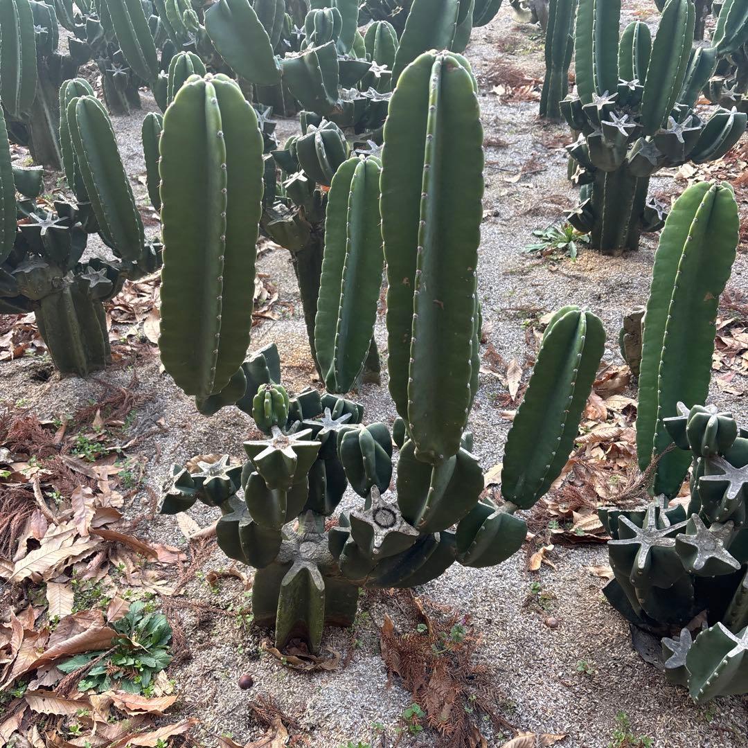 越冬済　柱サボテン　鬼面角　発根　ドライガーデン　ココスヤシ　ロストラータ　金鯱