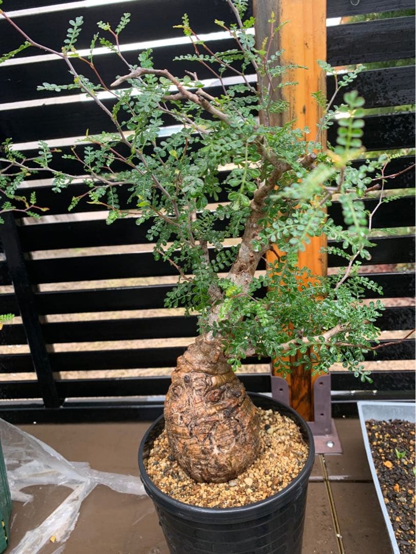 オペルクリカリアパキプス★現地株★発根済み