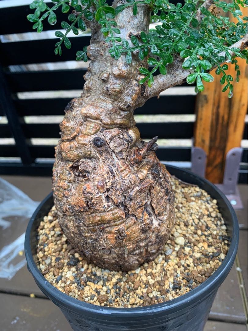 オペルクリカリアパキプス★現地株★発根済み