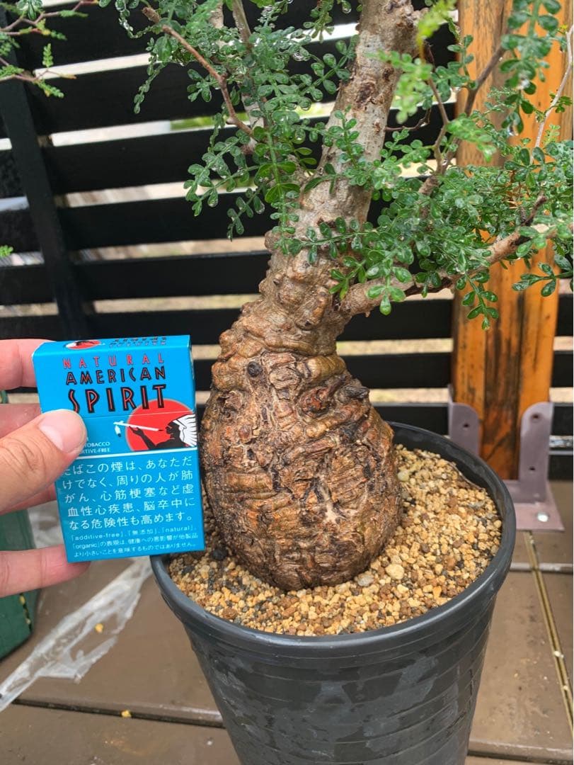 オペルクリカリアパキプス★現地株★発根済み