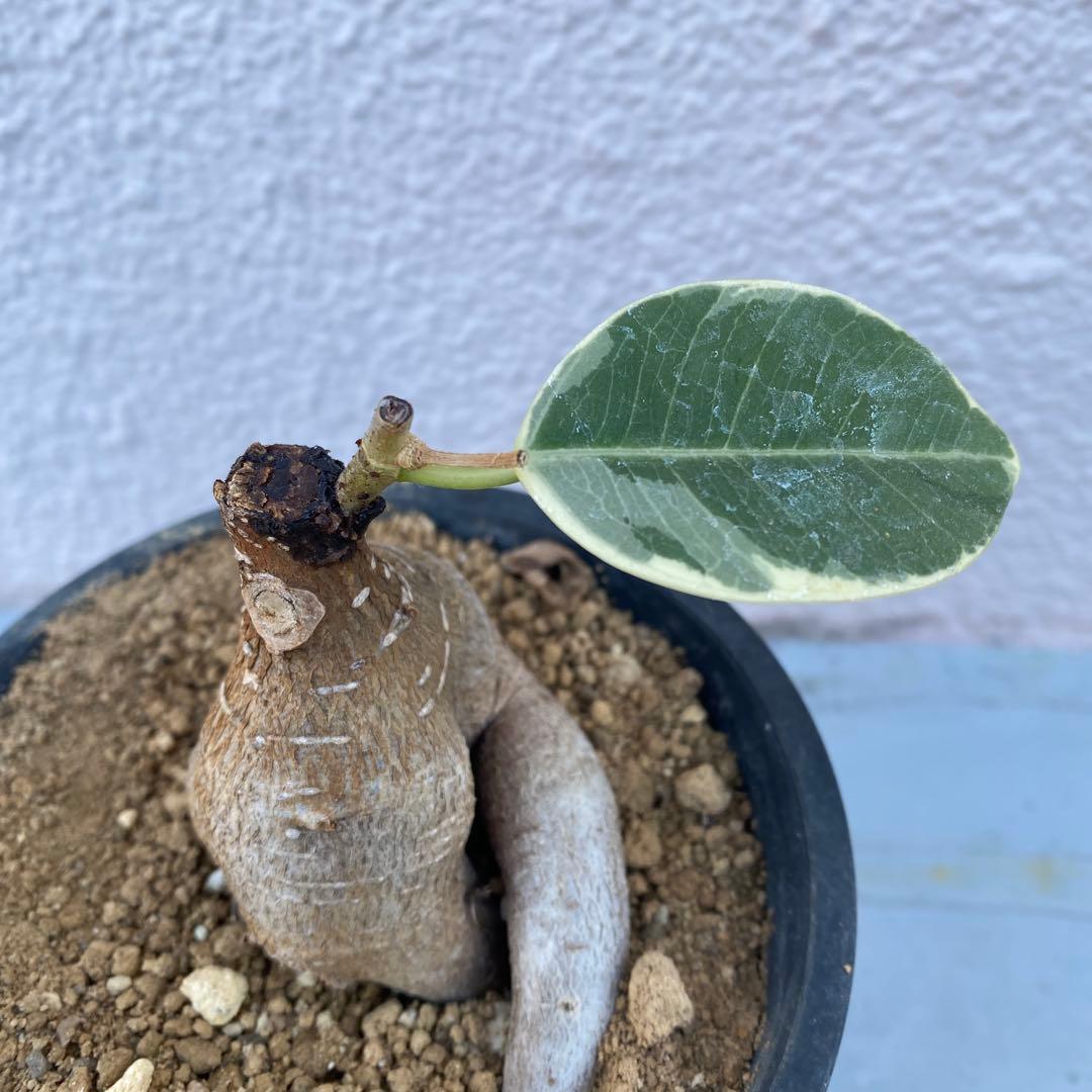 パンダ ガジュマル 斑入り 超希少 接木・鉢込 発根済み