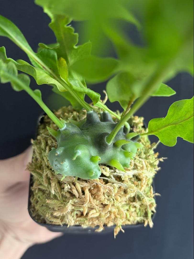 レカノプテリス バルゴイ Lecanopteris balgooyi #2