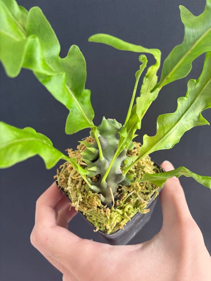 レカノプテリス バルゴイ Lecanopteris balgooyi #2