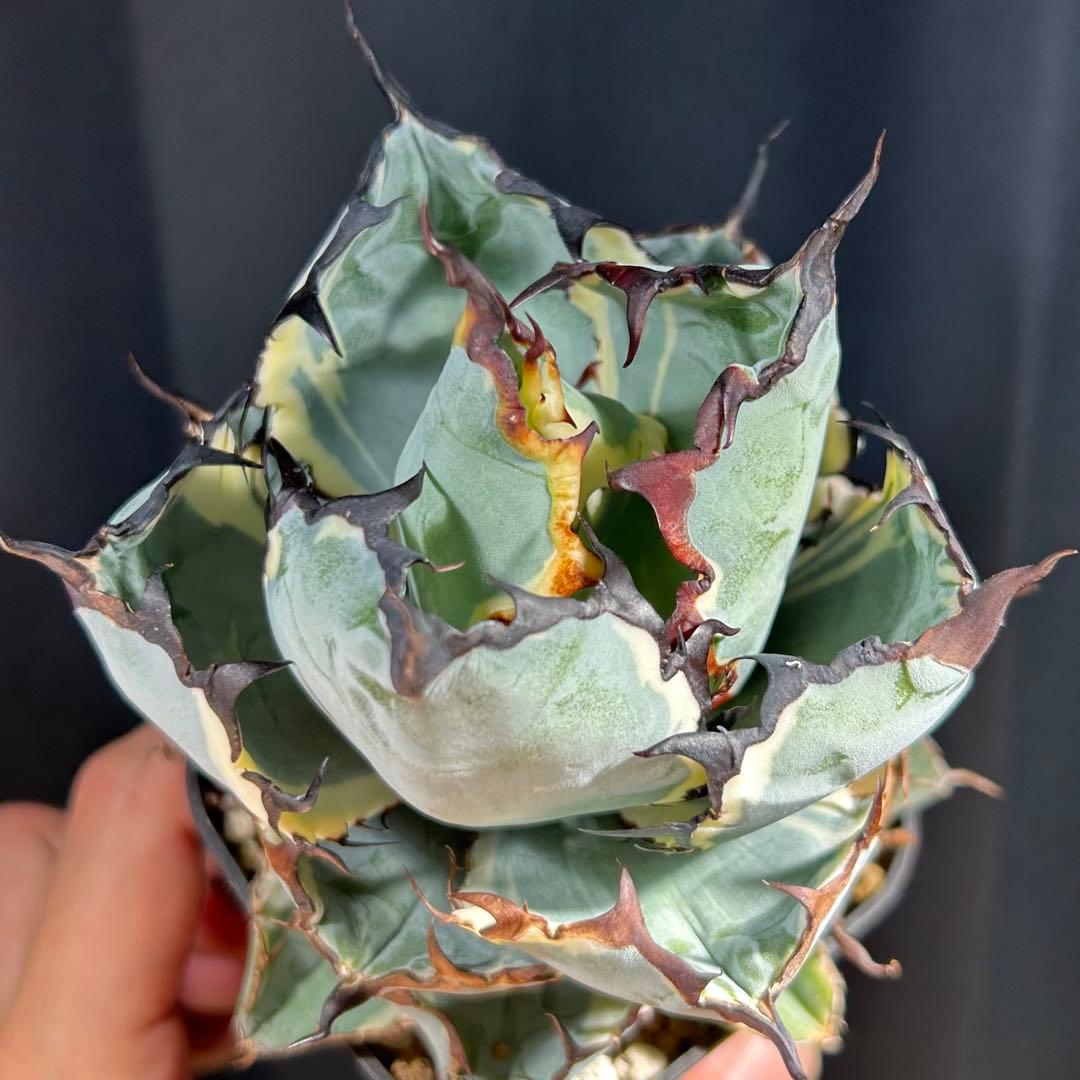 アガベ チタノタ BB錦 白覆輪斑 ブラックアンドブルー錦 発根済み