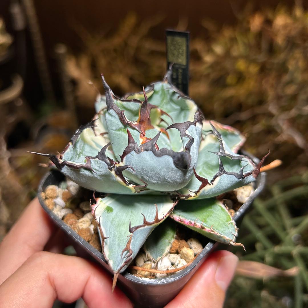 アガベ チタノタ BB錦 白覆輪斑 ブラックアンドブルー錦 発根済み