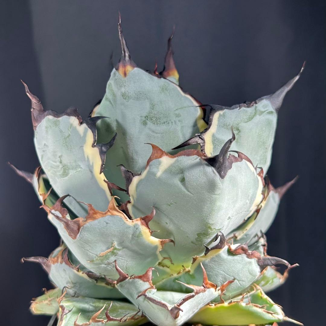 アガベ チタノタ BB錦 白覆輪斑 ブラックアンドブルー錦 発根済み