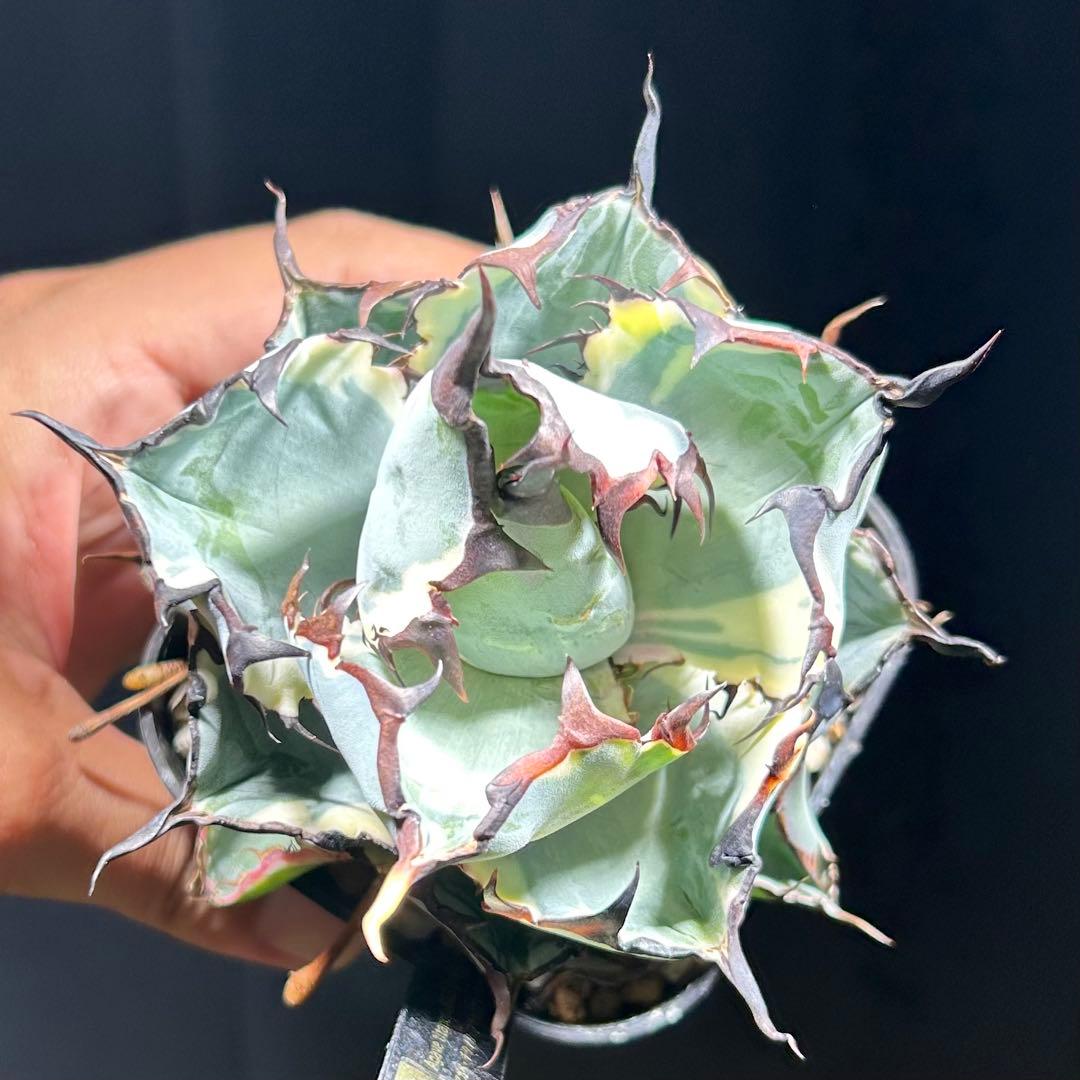 アガベ チタノタ BB錦 白覆輪斑 ブラックアンドブルー錦 発根済み