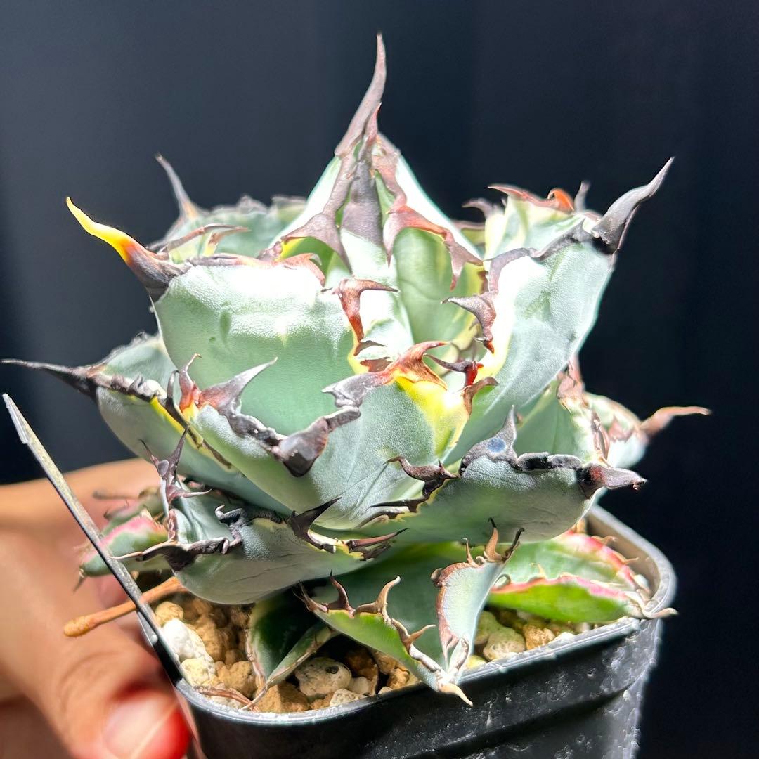 アガベ チタノタ BB錦 白覆輪斑 ブラックアンドブルー錦 発根済み