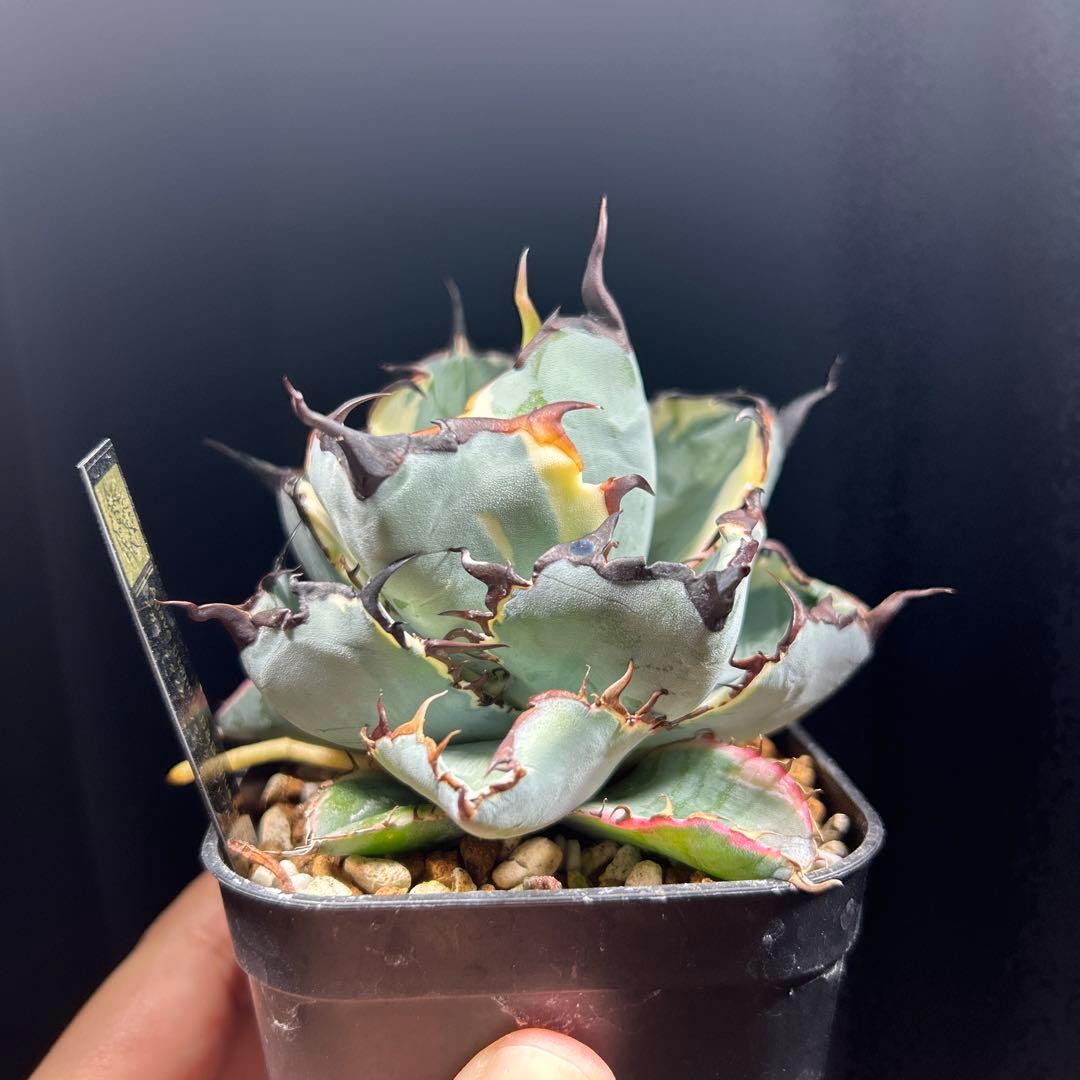 アガベ チタノタ BB錦 白覆輪斑 ブラックアンドブルー錦 発根済み