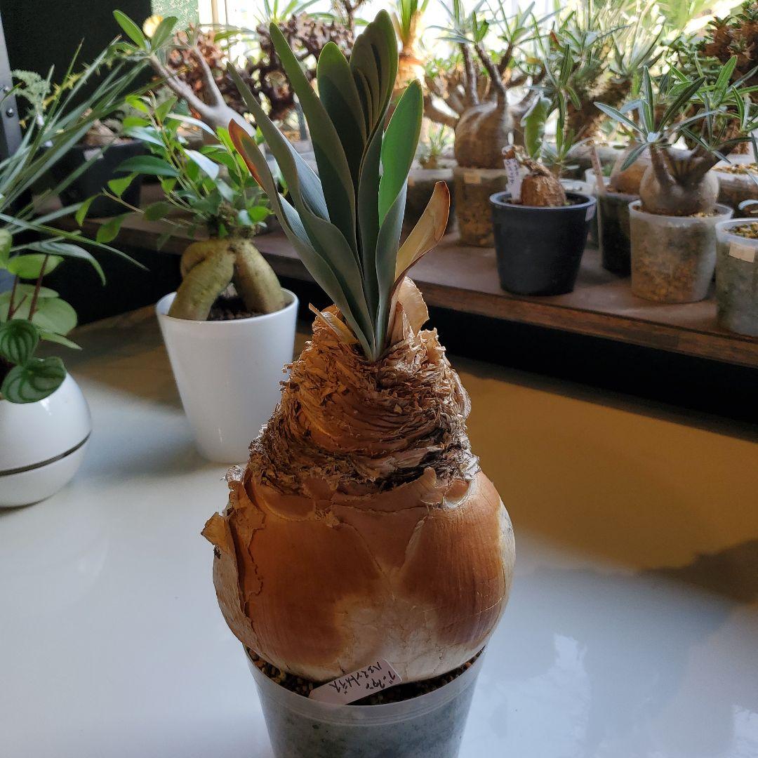 ブーファン※ハエマントイデス