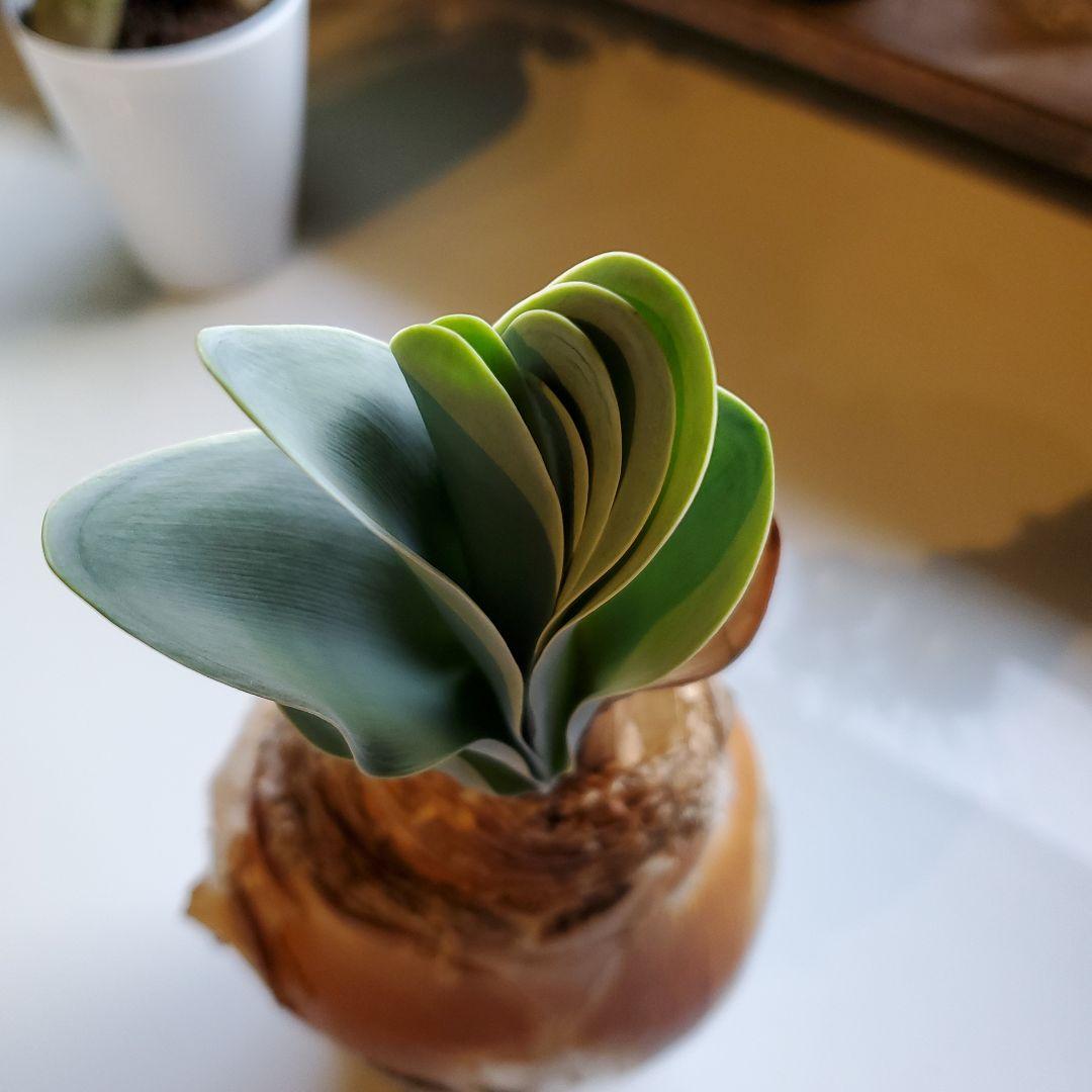 ブーファン※ハエマントイデス