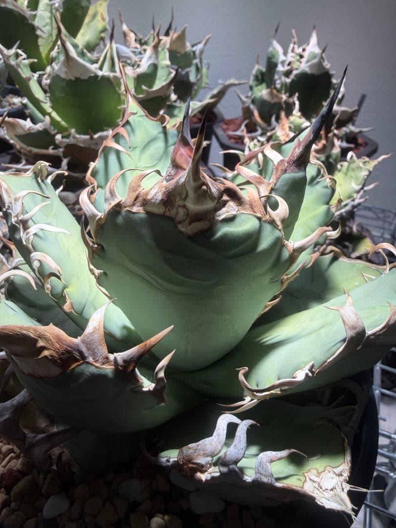 アガベ オアハカ　オテロイ　oaxaca oteroi