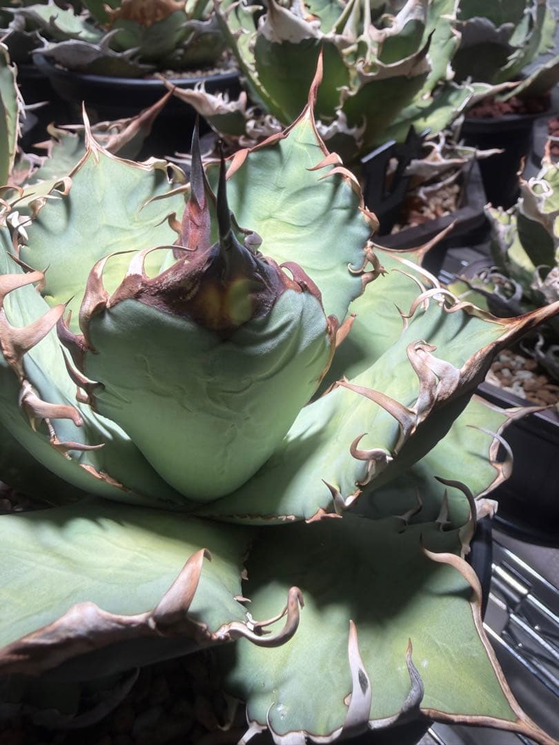 アガベ オアハカ　オテロイ　oaxaca oteroi