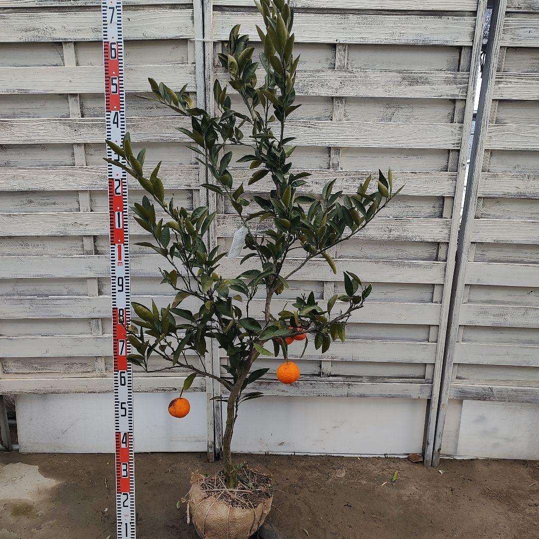 ひい出品 日南N1 極早生 5年生 苗木 結実実績あり！