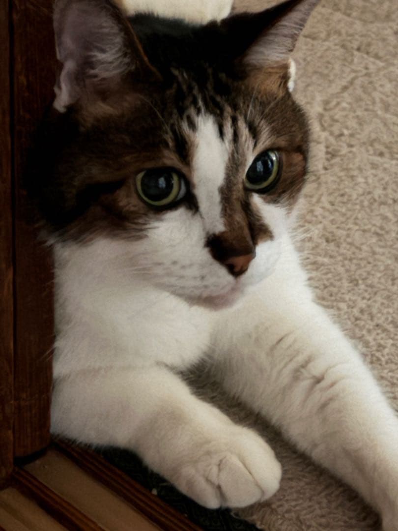 けんさん専用6点セット