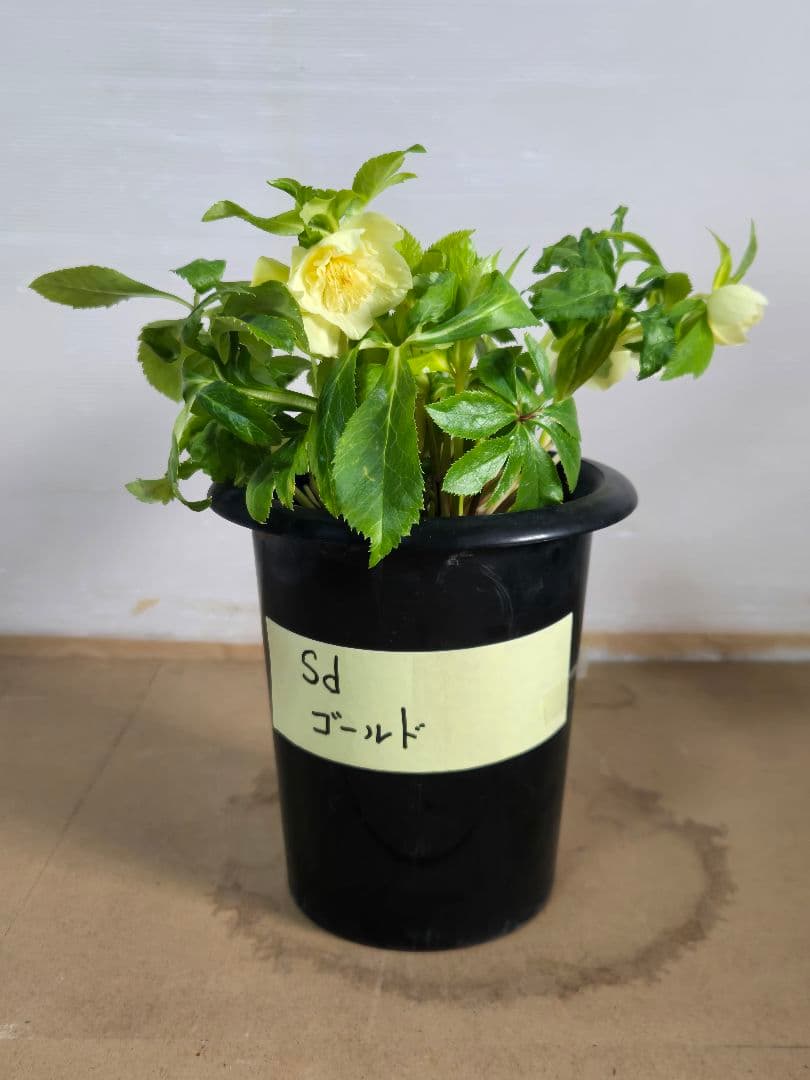 ☆クリスマスローズ☆セミダブル　ゴールド☆6号鉢☆