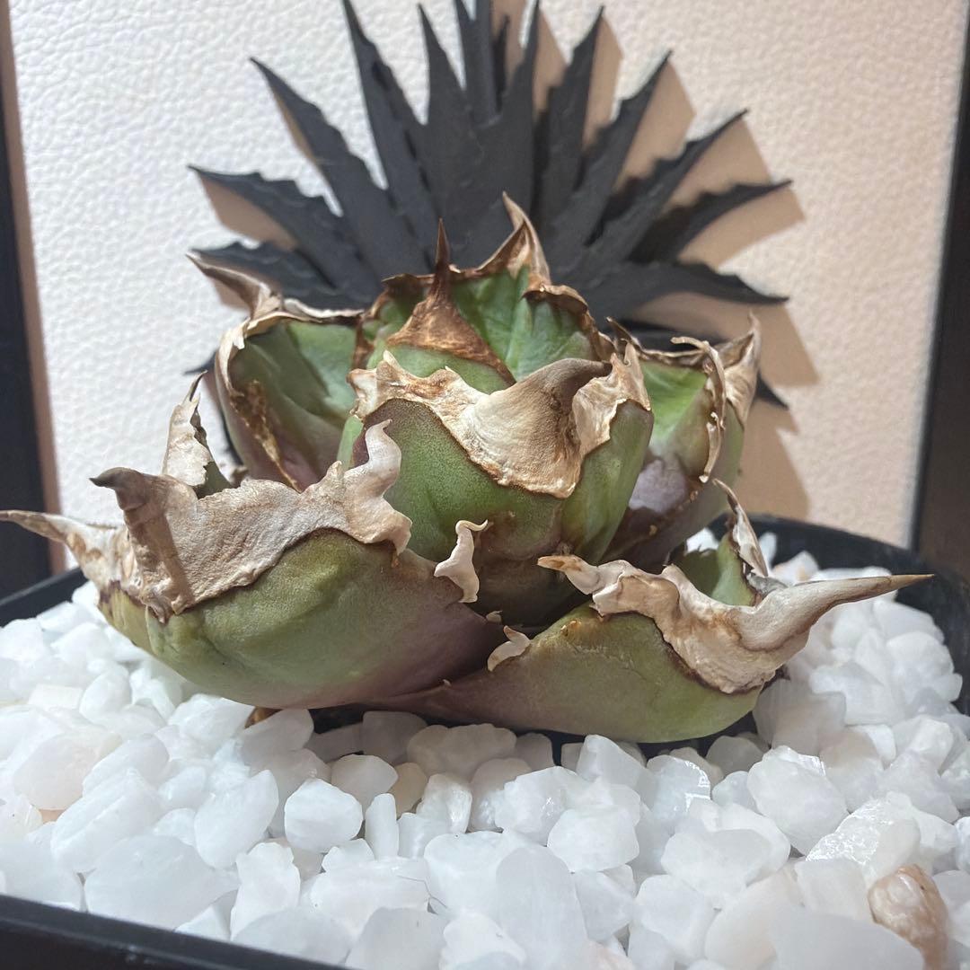 アガベ 清櫻　極上