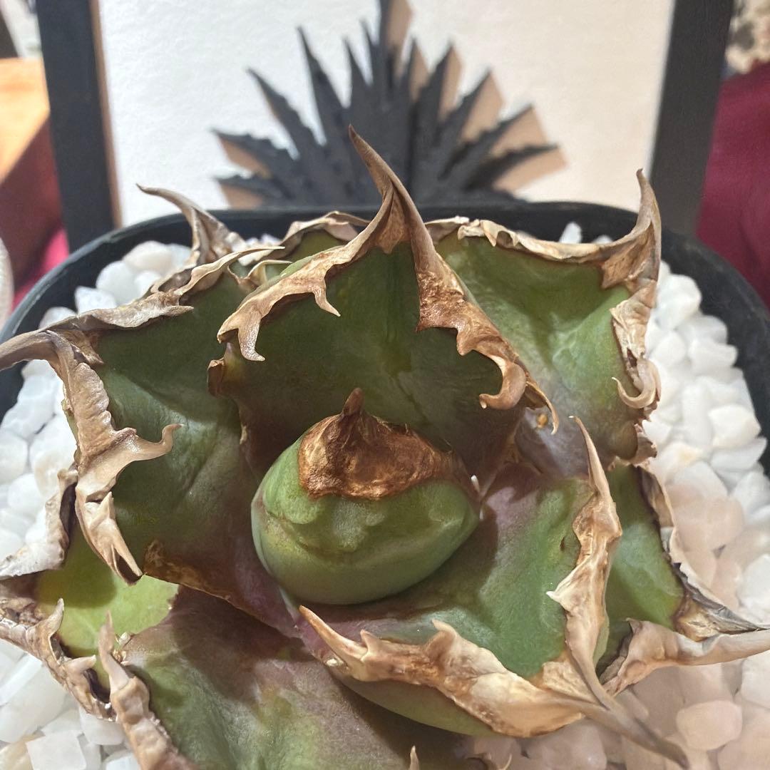 アガベ 清櫻　極上