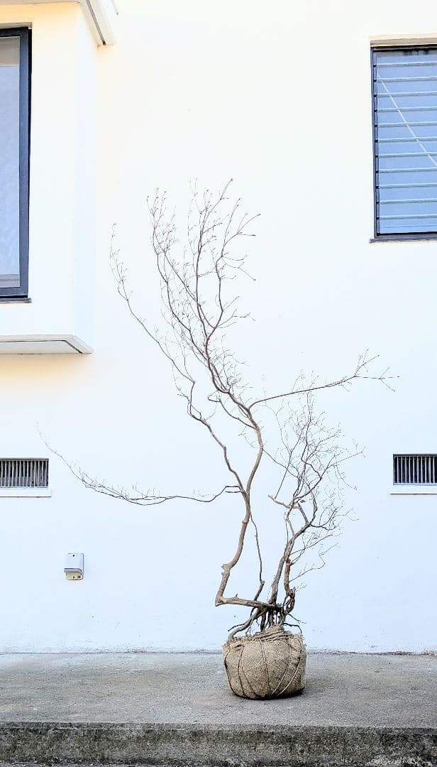 奇跡的。山採りドウダンツツジ。