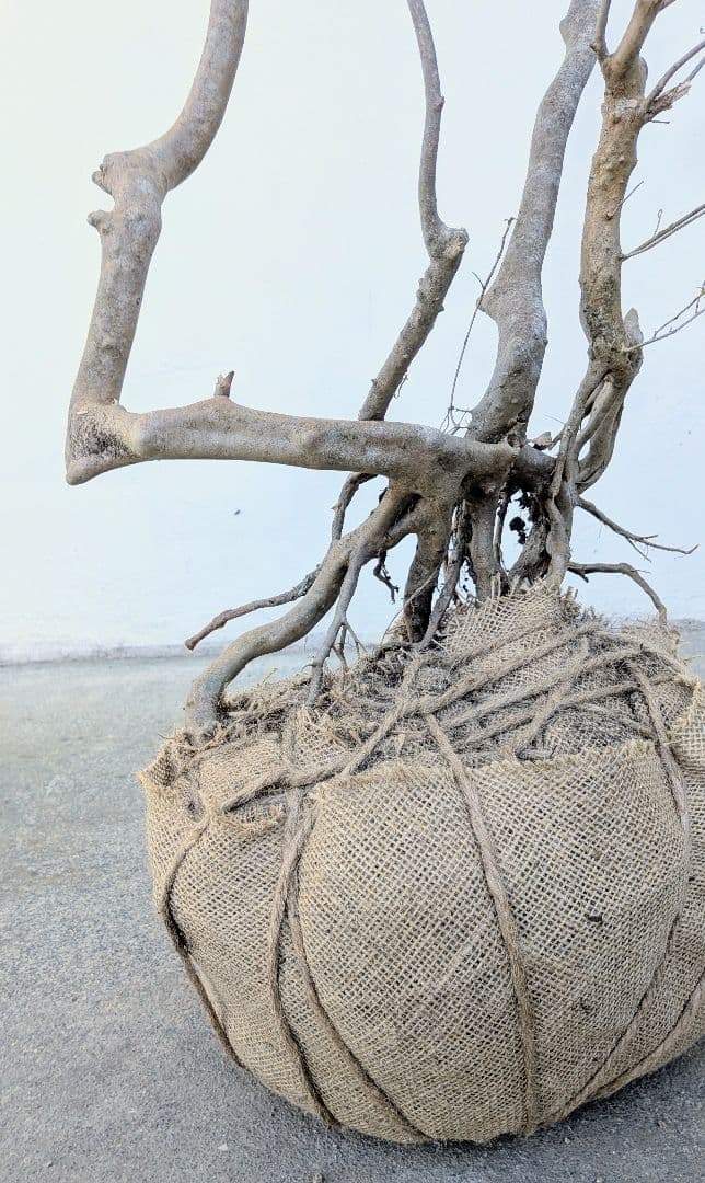 奇跡的。山採りドウダンツツジ。