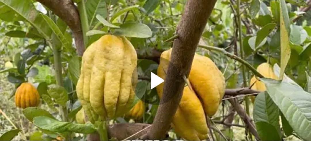 天然翡翠保証　鑑別付き