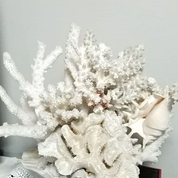 白珊瑚の置物