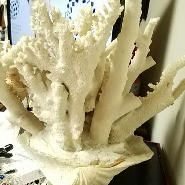 白珊瑚の置物