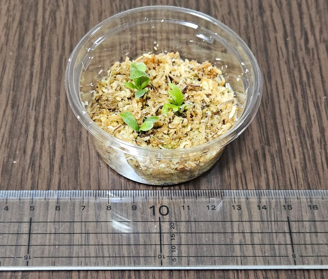 megahiko様ご検討用　ドワーフトトロ 　バクテリア