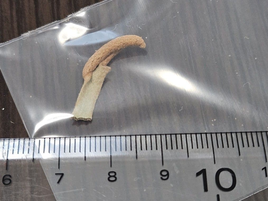 megahiko様ご検討用　ドワーフトトロ 　バクテリア