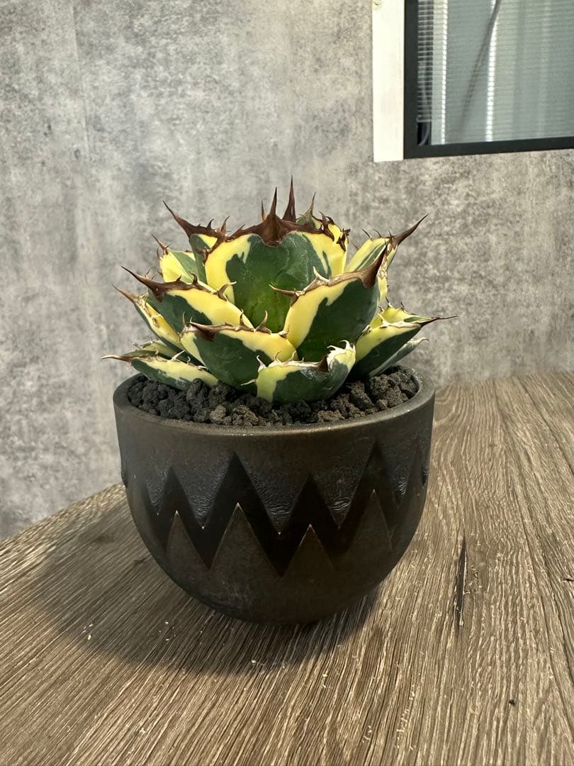 アガベ スナグルトゥース　valiem