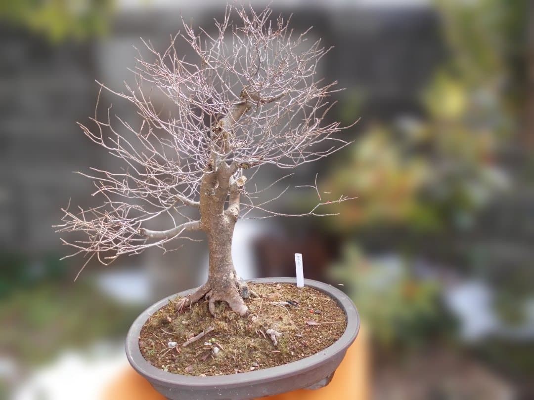 オークション盆栽：欅の段造り／　大品★近況報告2025／4／25新緑～落葉後