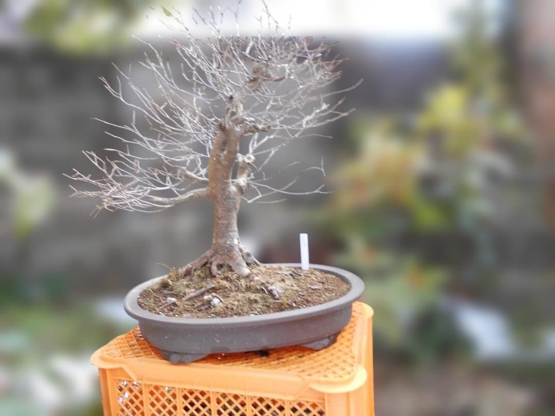 オークション盆栽：欅の段造り／　大品★近況報告2025／4／25新緑～落葉後