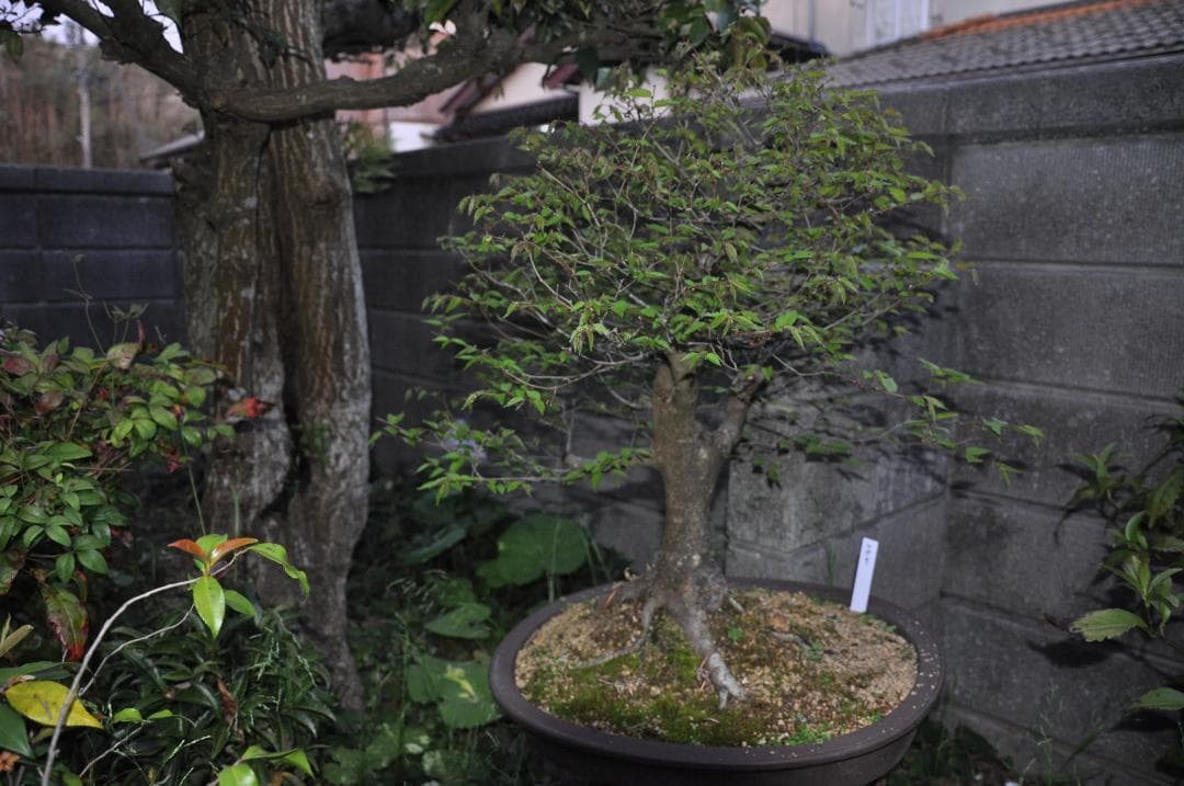 オークション盆栽：欅の段造り／　大品★近況報告2025／4／25新緑～落葉後